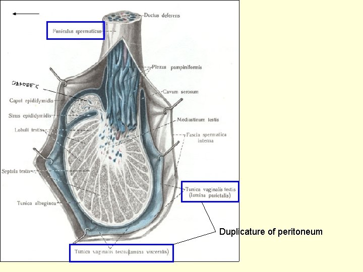 Duplicature of peritoneum 