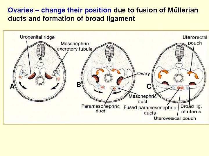 Ovaries – change their position due to fusion of Müllerian ducts and formation of