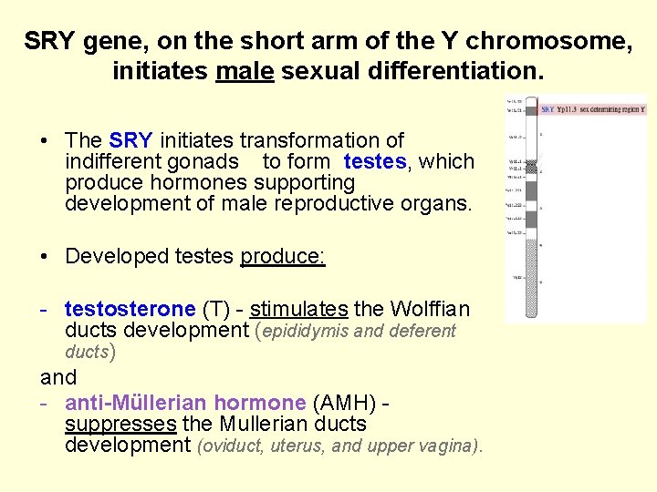 SRY gene, on the short arm of the Y chromosome, initiates male sexual differentiation.