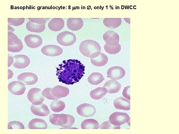 Basophilic granulocyte: 8 m in , only 1 % in DWCC 