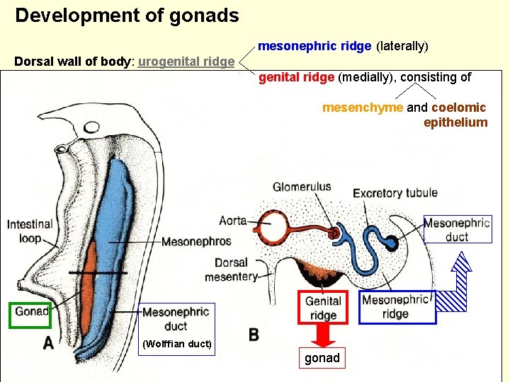 Development of gonads mesonephric ridge (laterally) Dorsal wall of body: urogenital ridge (medially), consisting