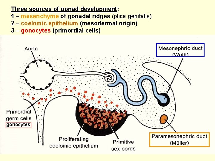 Three sources of gonad development: 1 – mesenchyme of gonadal ridges (plica genitalis) 2