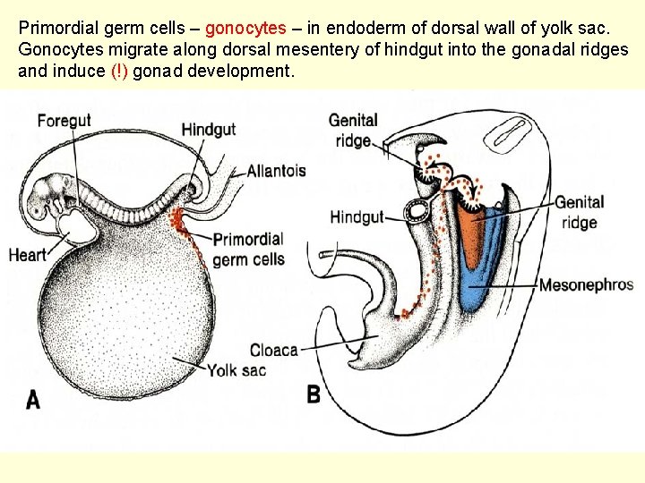 Primordial germ cells – gonocytes – in endoderm of dorsal wall of yolk sac.