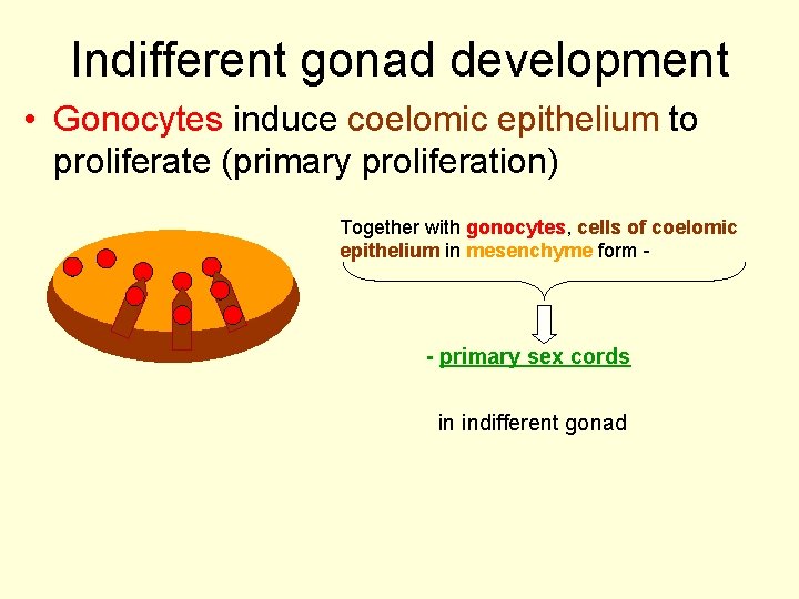 Indifferent gonad development • Gonocytes induce coelomic epithelium to proliferate (primary proliferation) Together with
