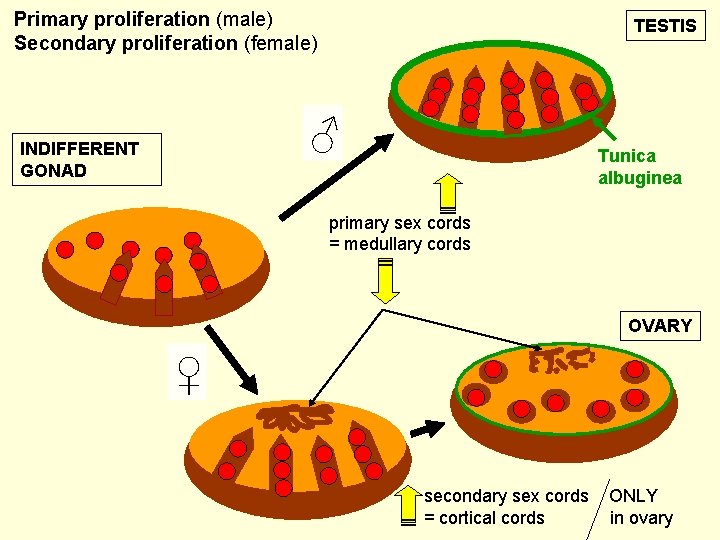 Primary proliferation (male) Secondary proliferation (female) TESTIS ♂ INDIFFERENT GONAD Tunica albuginea primary sex