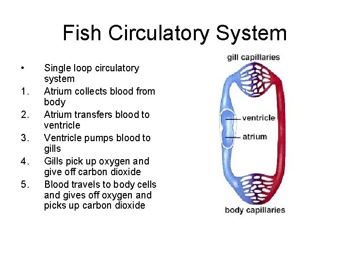 Fish Circulatory System • 1. 2. 3. 4. 5. Single loop circulatory system Atrium