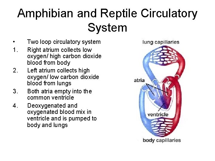 Amphibian and Reptile Circulatory System • 1. 2. 3. 4. Two loop circulatory system