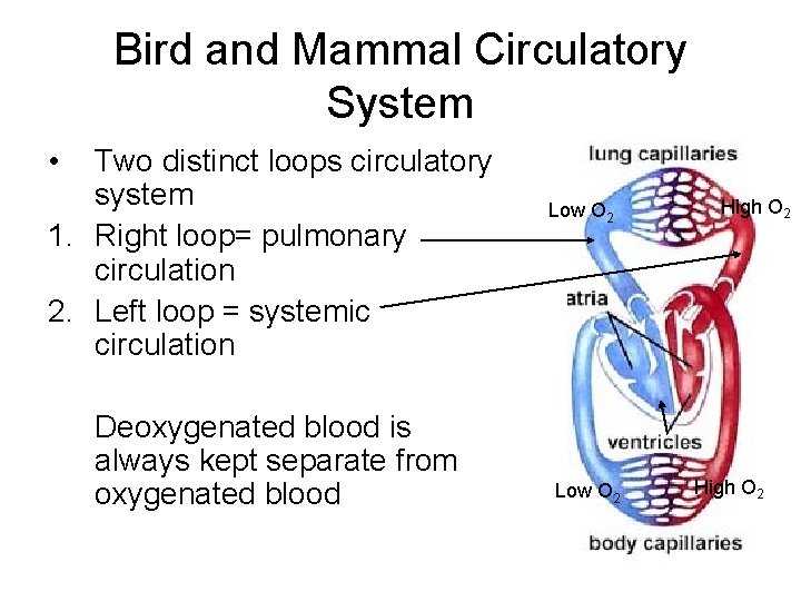 Bird and Mammal Circulatory System • Two distinct loops circulatory system 1. Right loop=
