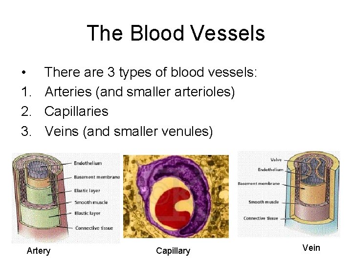 The Blood Vessels • 1. 2. 3. There are 3 types of blood vessels: