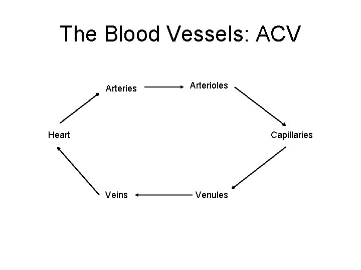 The Blood Vessels: ACV Arteries Arterioles Heart Capillaries Veins Venules 