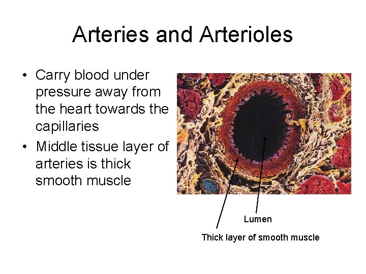 Arteries and Arterioles • Carry blood under pressure away from the heart towards the