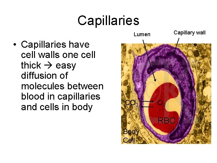 Capillaries Capillary wall Lumen • Capillaries have cell walls one cell thick easy diffusion