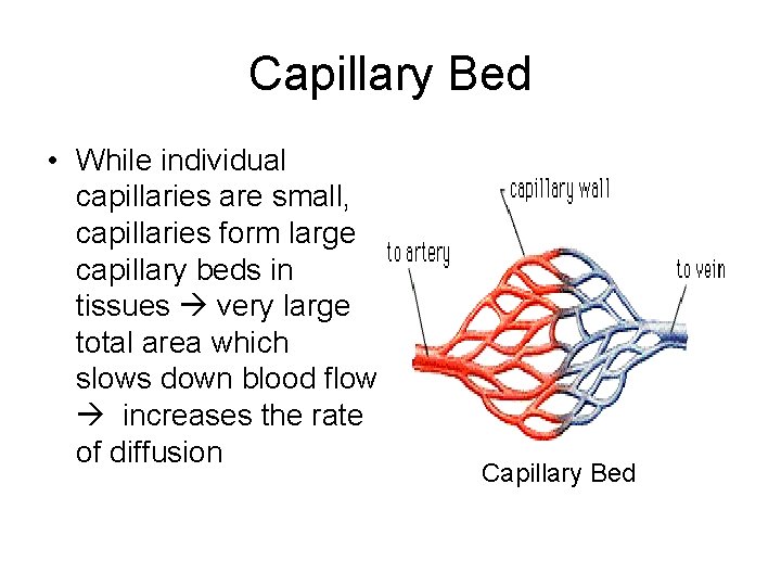 Capillary Bed • While individual capillaries are small, capillaries form large capillary beds in