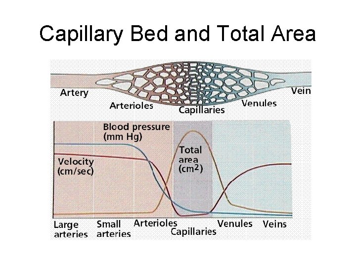 Capillary Bed and Total Area 