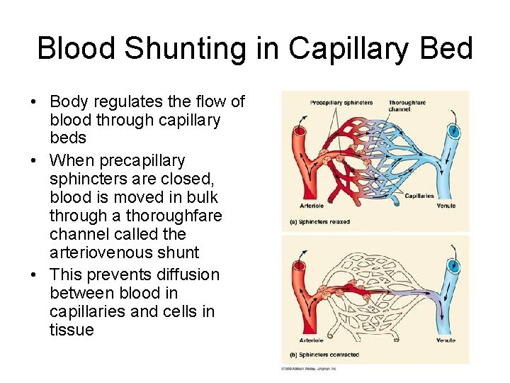 Blood Shunting in Capillary Bed • Body regulates the flow of blood through capillary