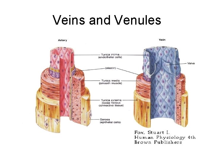 Veins and Venules 