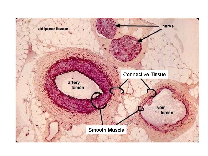 Connective Tissue Smooth Muscle 