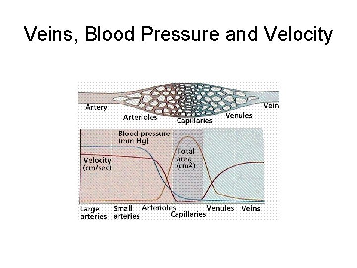 Veins, Blood Pressure and Velocity 