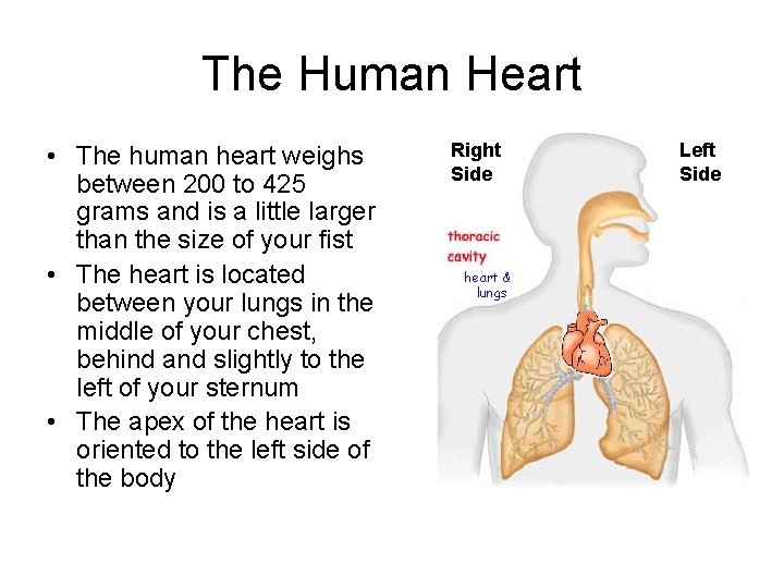 The Human Heart • The human heart weighs between 200 to 425 grams and