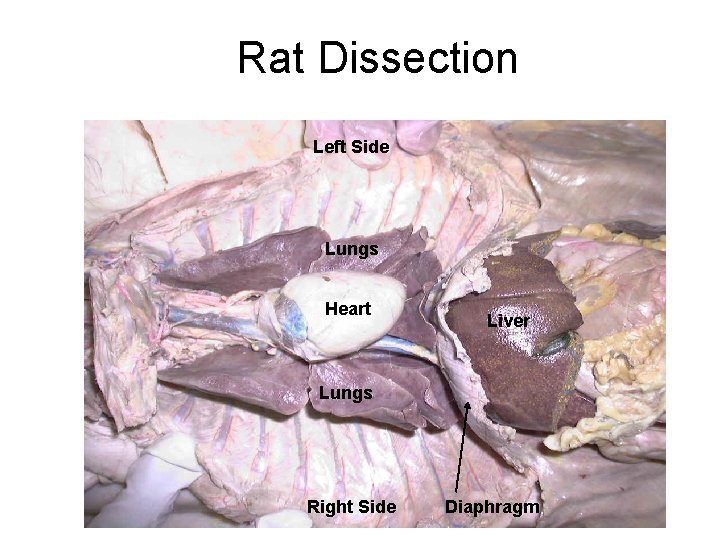 Rat Dissection Left Side Lungs Heart Liver Lungs Right Side Diaphragm 