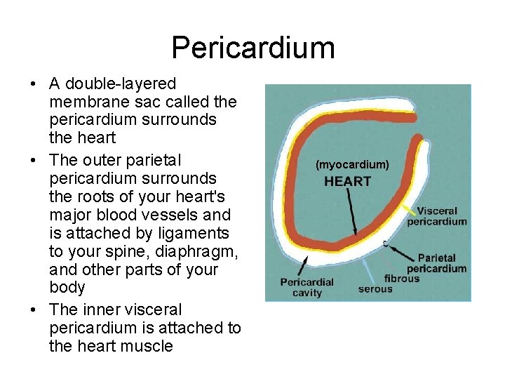 Pericardium • A double-layered membrane sac called the pericardium surrounds the heart • The
