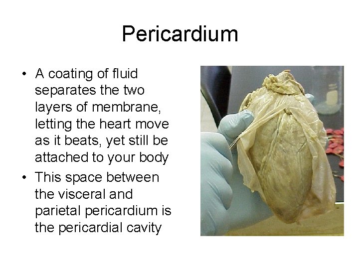 Pericardium • A coating of fluid separates the two layers of membrane, letting the