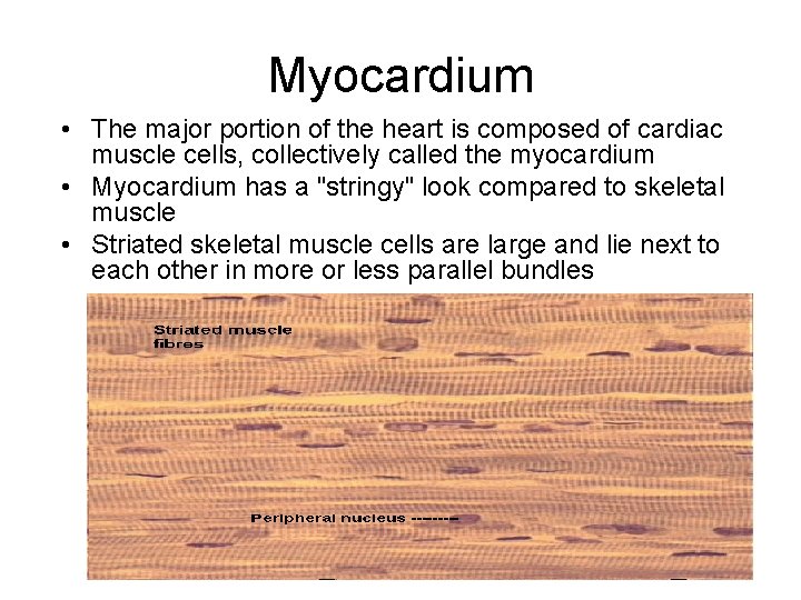 Myocardium • The major portion of the heart is composed of cardiac muscle cells,