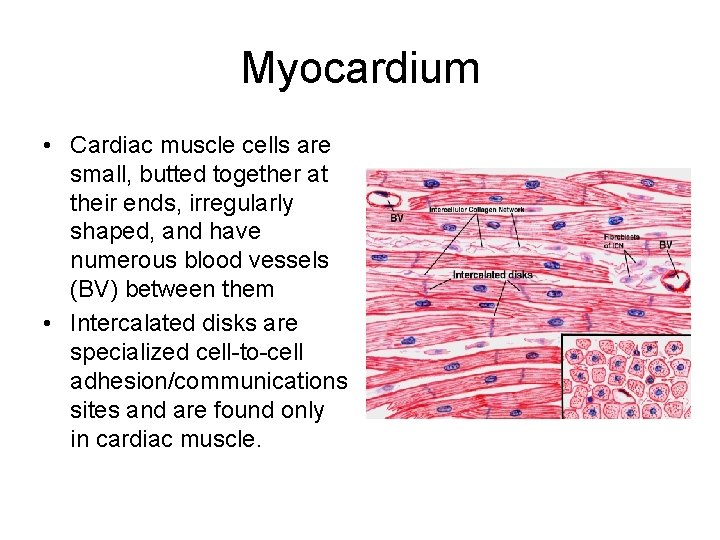 Myocardium • Cardiac muscle cells are small, butted together at their ends, irregularly shaped,