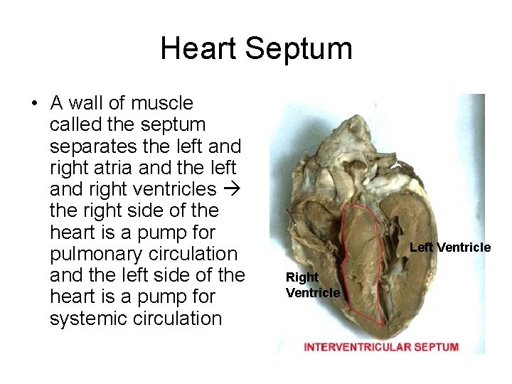 Heart Septum • A wall of muscle called the septum separates the left and