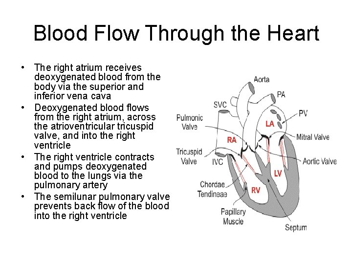 Blood Flow Through the Heart • The right atrium receives deoxygenated blood from the