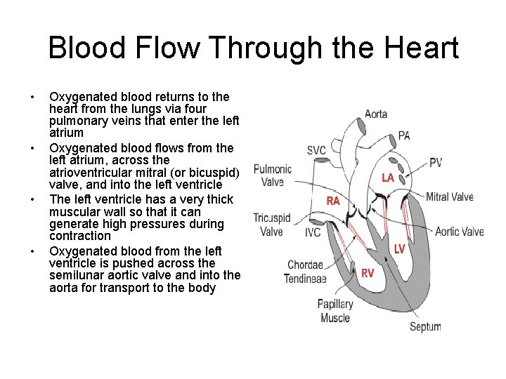 Blood Flow Through the Heart • • Oxygenated blood returns to the heart from