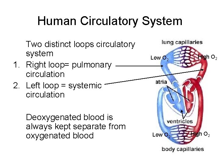 Human Circulatory System Two distinct loops circulatory system 1. Right loop= pulmonary circulation 2.