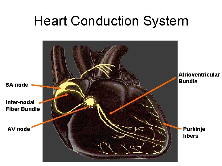 Heart Conduction System SA node Atrioventricular Bundle Inter-nodal Fiber Bundle AV node Purkinje fibers