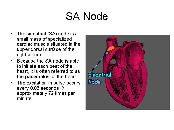 SA Node • The sinoatrial (SA) node is a small mass of specialized cardiac