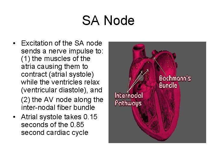 SA Node • Excitation of the SA node sends a nerve impulse to: (1)