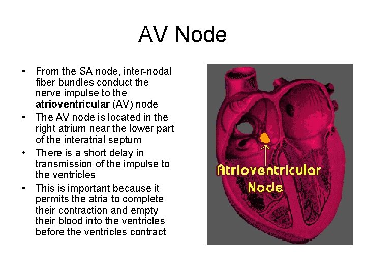 AV Node • From the SA node, inter-nodal fiber bundles conduct the nerve impulse