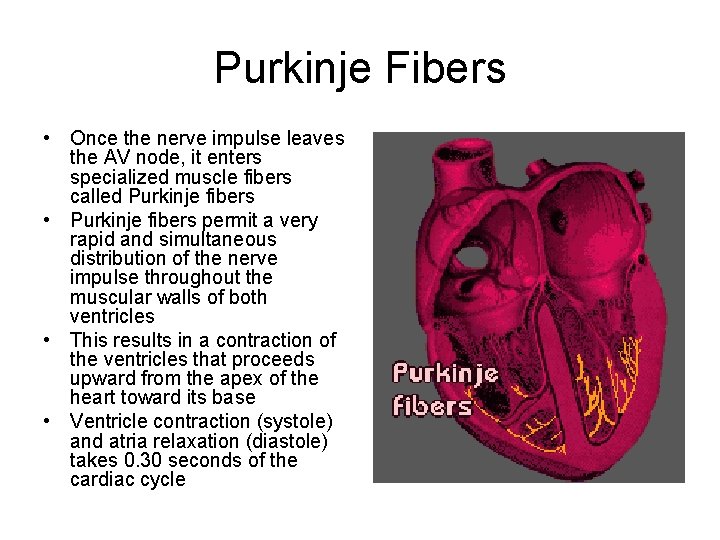 Purkinje Fibers • Once the nerve impulse leaves the AV node, it enters specialized