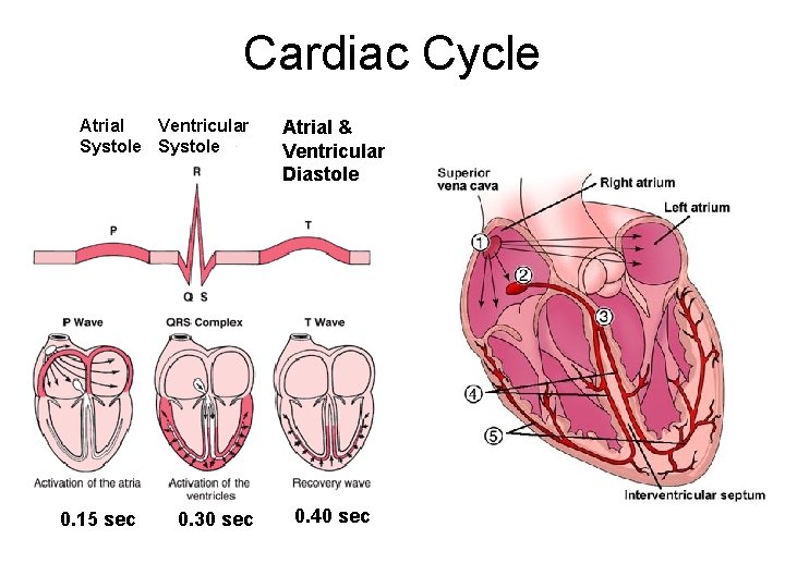 Cardiac Cycle Atrial Ventricular Systole 0. 15 sec 0. 30 sec Atrial & Ventricular