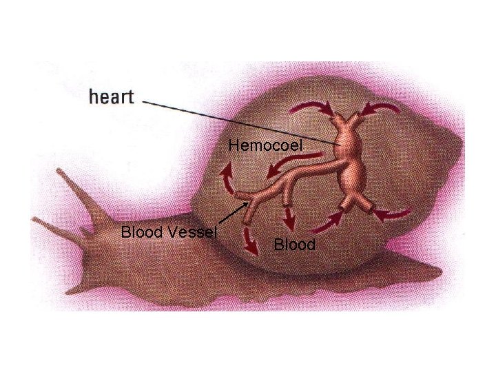 Hemocoel Blood Vessel Blood 
