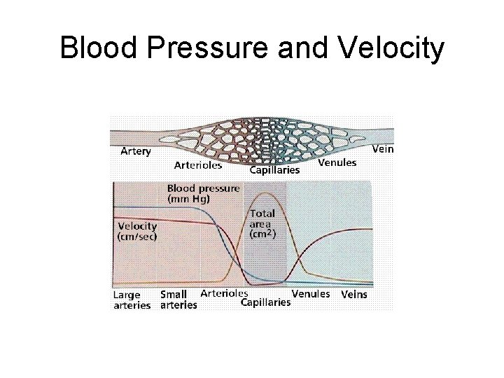 Blood Pressure and Velocity 