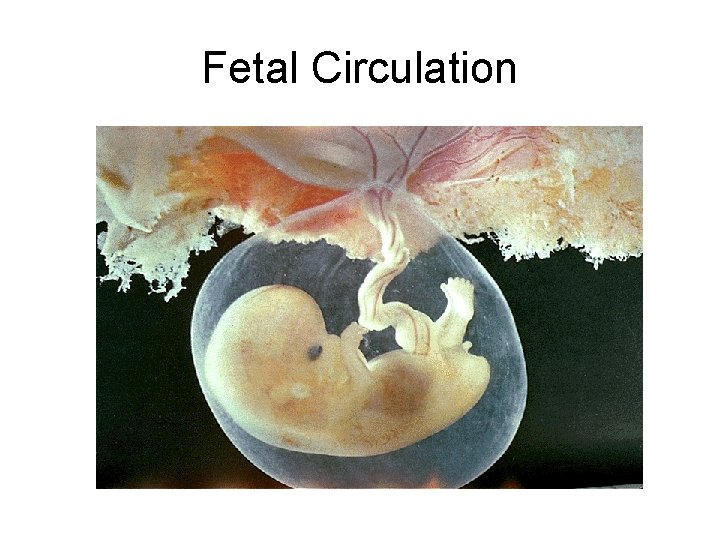 Fetal Circulation 