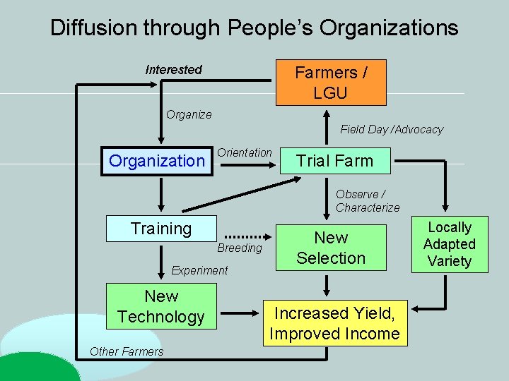 Diffusion through People’s Organizations Interested Farmers / LGU Organize Field Day /Advocacy Organization Orientation Diffusion through People’s Organizations Interested Farmers / LGU Organize Field Day /Advocacy Organization Orientation