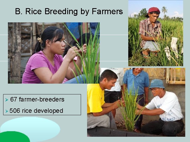 B. Rice Breeding by Farmers 67 farmer-breeders 506 rice developed B. Rice Breeding by Farmers 67 farmer-breeders 506 rice developed