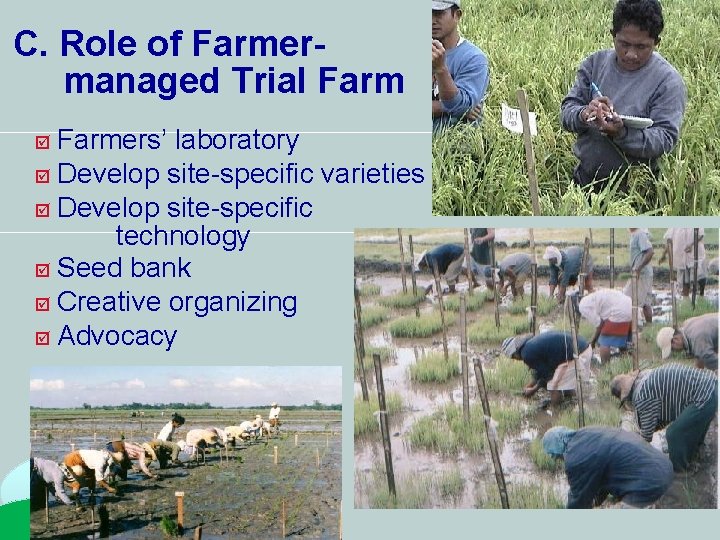 C. Role of Farmermanaged Trial Farmers’ laboratory Develop site-specific varieties Develop site-specific technology Seed C. Role of Farmermanaged Trial Farmers’ laboratory Develop site-specific varieties Develop site-specific technology Seed