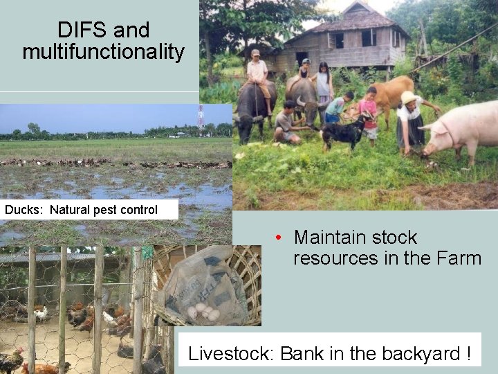 DIFS and multifunctionality Ducks: Natural pest control • Maintain stock resources in the Farm DIFS and multifunctionality Ducks: Natural pest control • Maintain stock resources in the Farm