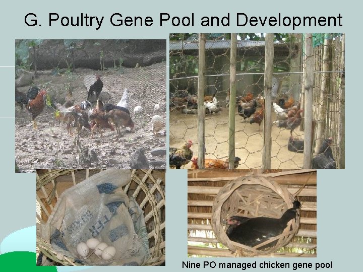 G. Poultry Gene Pool and Development Nine PO managed chicken gene pool G. Poultry Gene Pool and Development Nine PO managed chicken gene pool