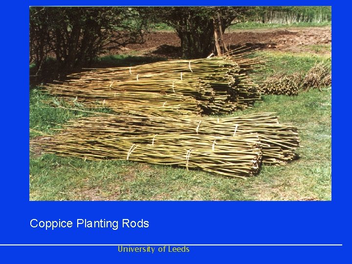 Coppice Planting Rods University of Leeds 