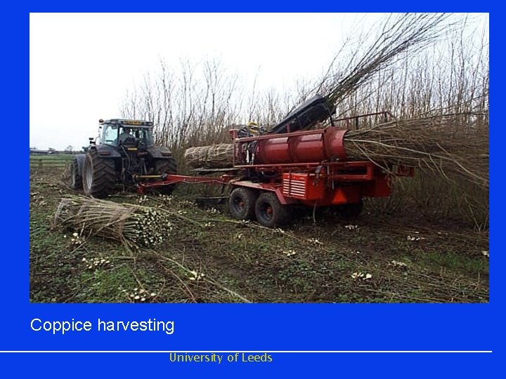 Coppice harvesting University of Leeds 