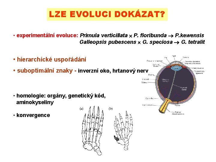 LZE EVOLUCI DOKÁZAT? • experimentální evoluce: Primula verticillata P. floribunda P. kewensis Galleopsis pubescens