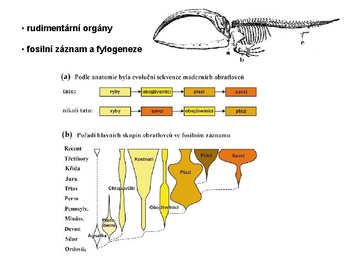  • rudimentární orgány • fosilní záznam a fylogeneze 